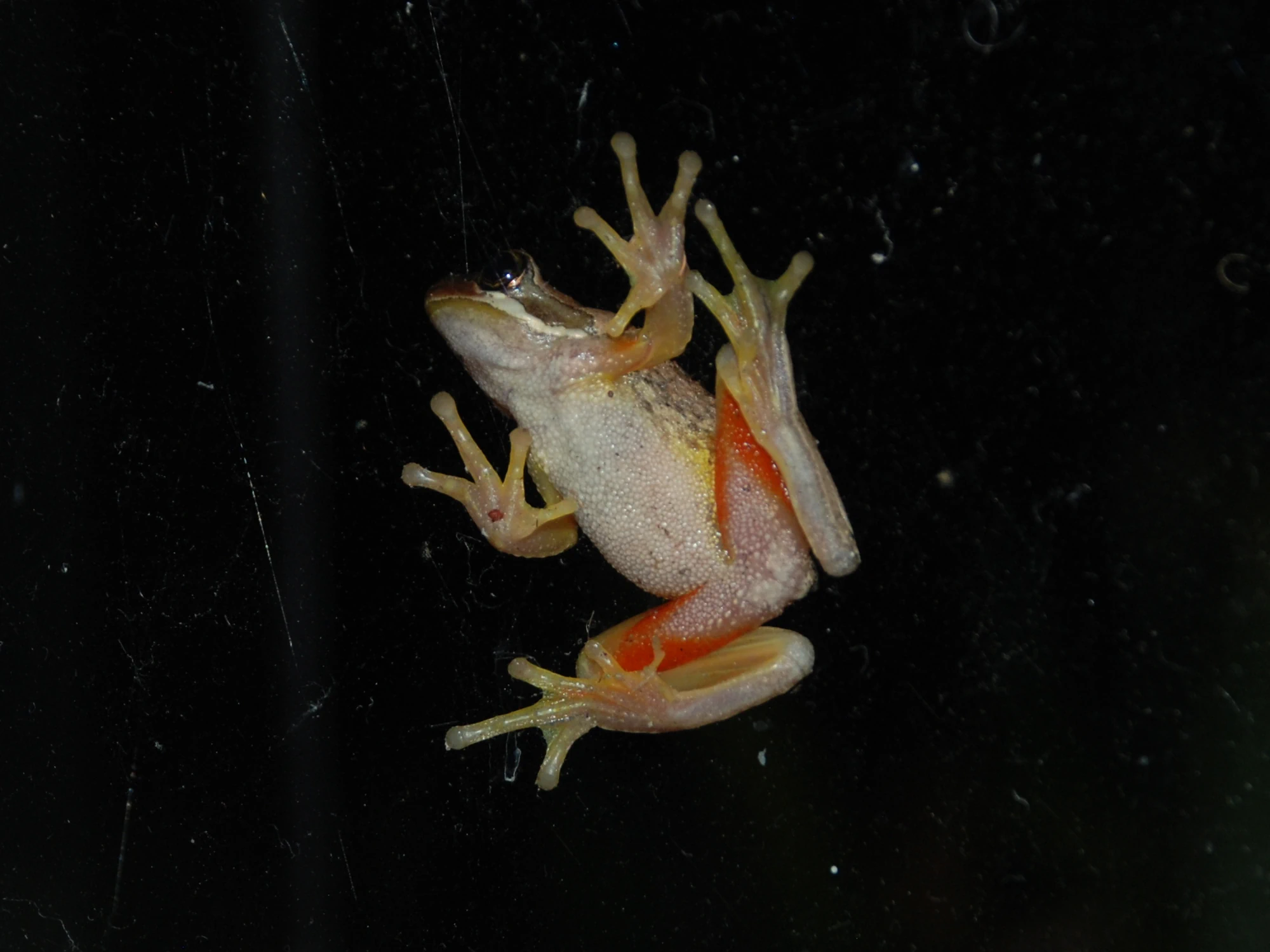 Photo of the underside of a Brown Tree Frog (Litoria ewingii) with a black background.