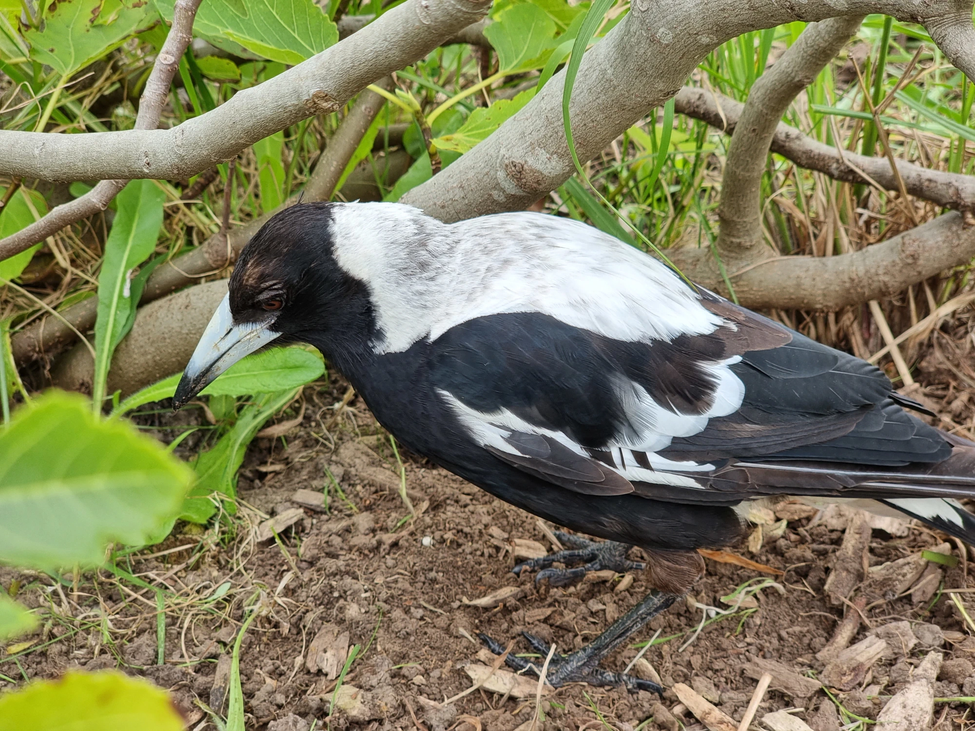Close-up photo of a magpie on a patch of bare dirt with a fig tree in the background. The magpie has some brown feathers on its head and legs.