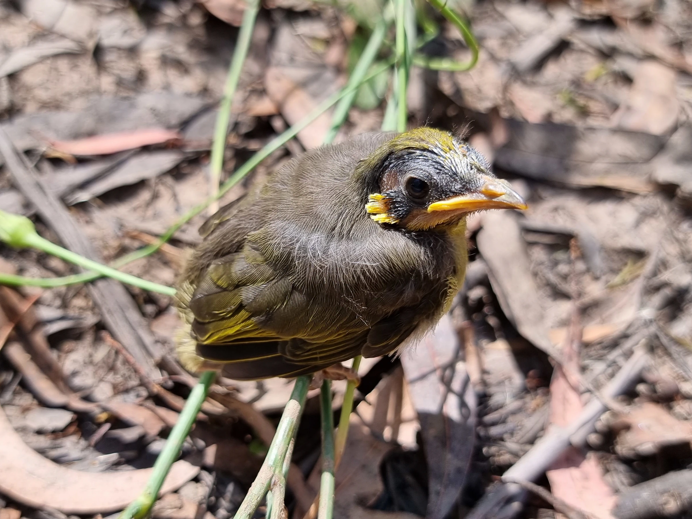 Photo of a baby Yellow-tufted Honeyeater standing on a plant stem above the ground which is covered in dry eucalyptus leaves.