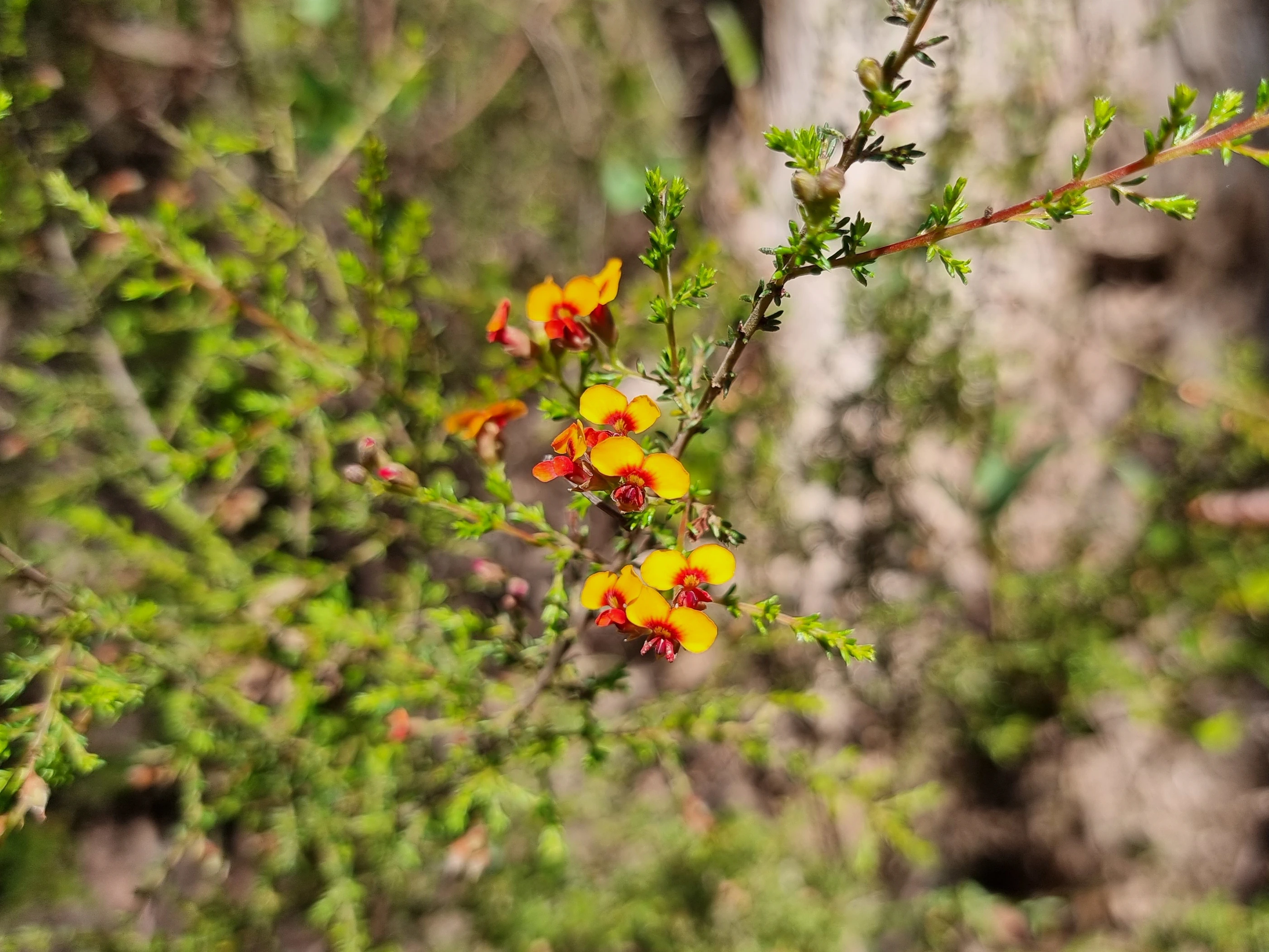 Photo of Egg and Bacon Pea (genus Dillwynia) with a group of bright flowers in the centre of the frame.