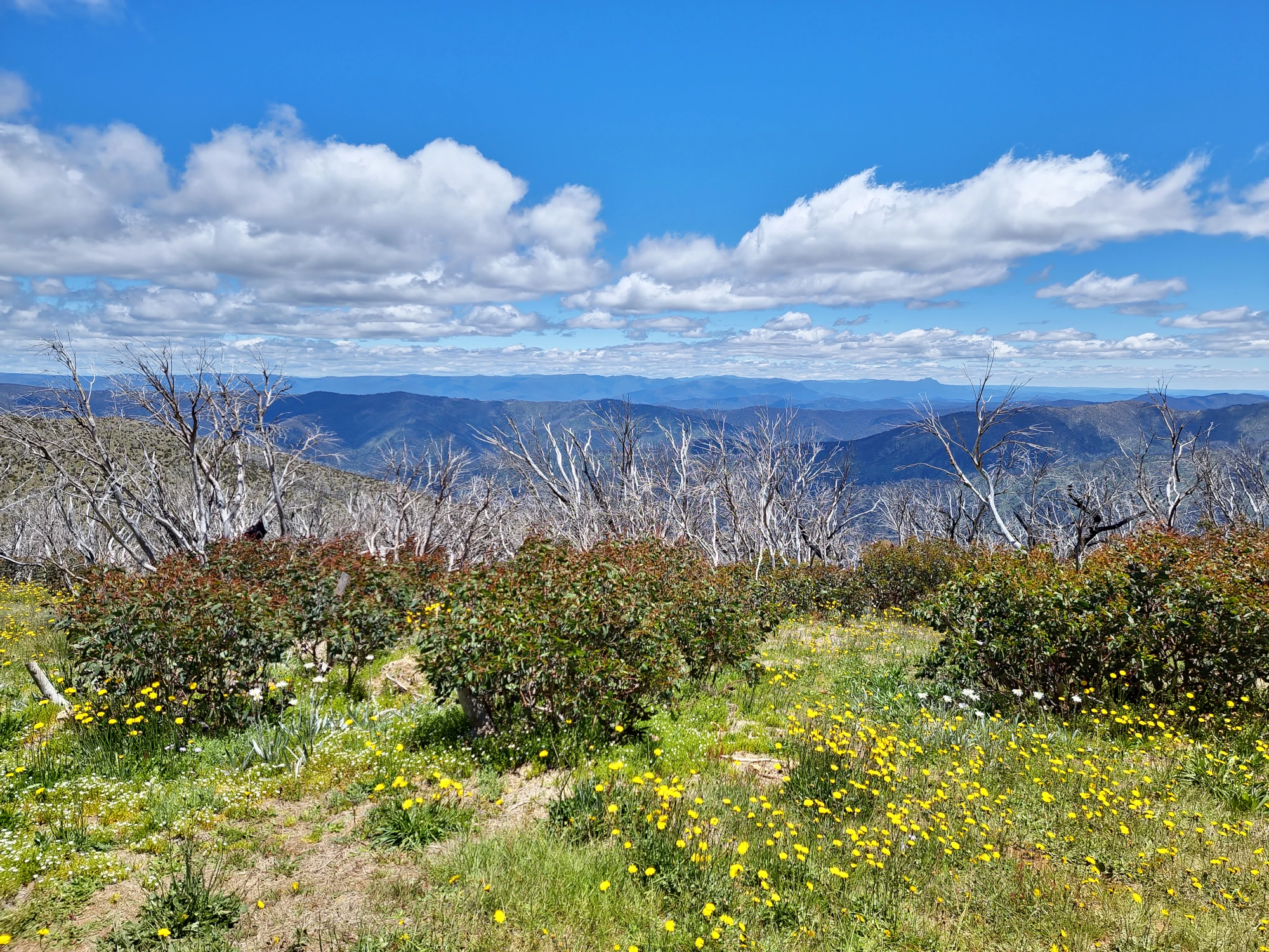 Photo of the view from Blue Rag Range trig point, with Alpine Snow Gums and wildflowers in the foreground, and other mountains and clouds in a blue sky in the background.