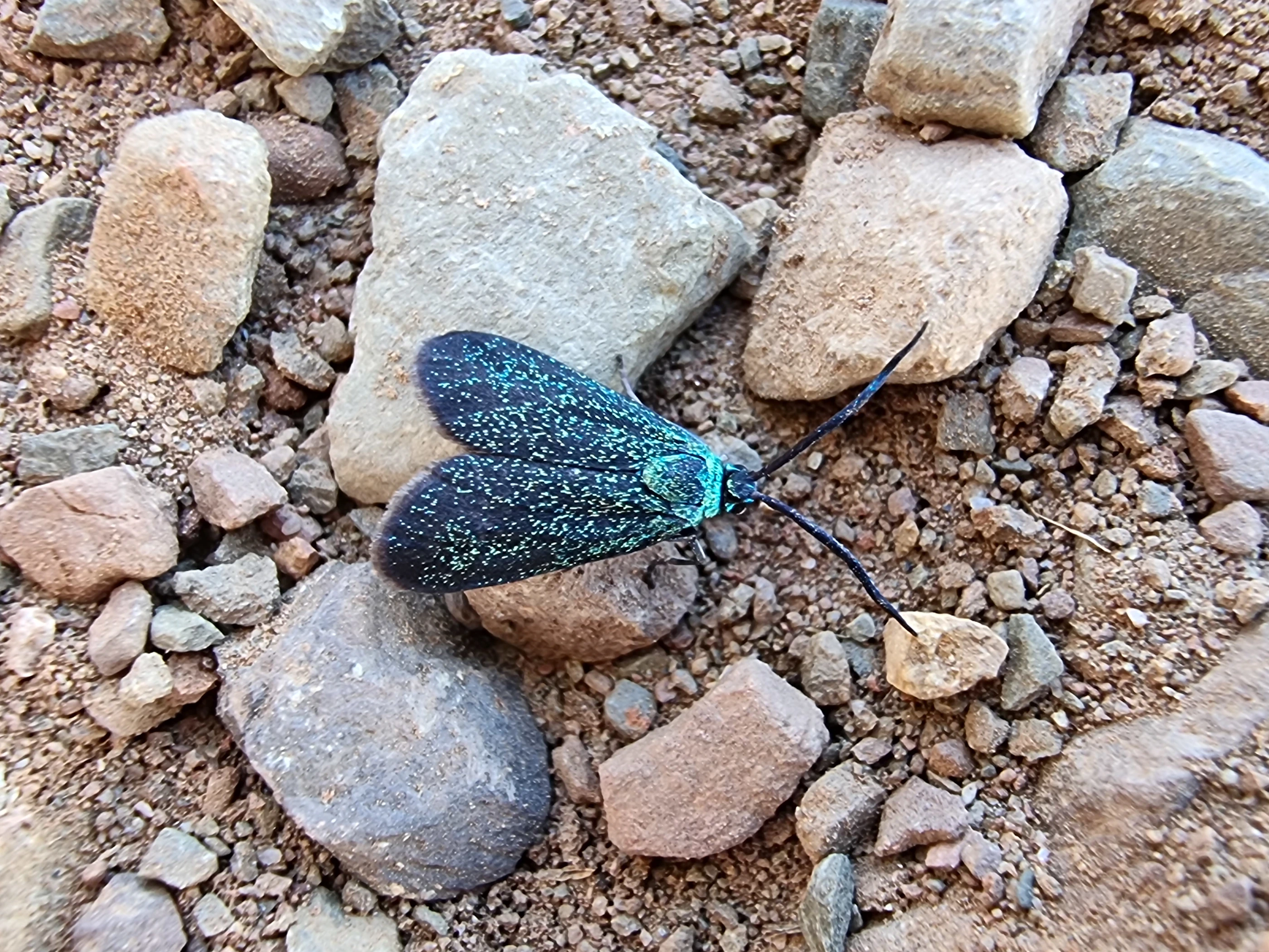 Photo of Pollanisus lithopastus with dark wings with cyan flecks, on gravel.