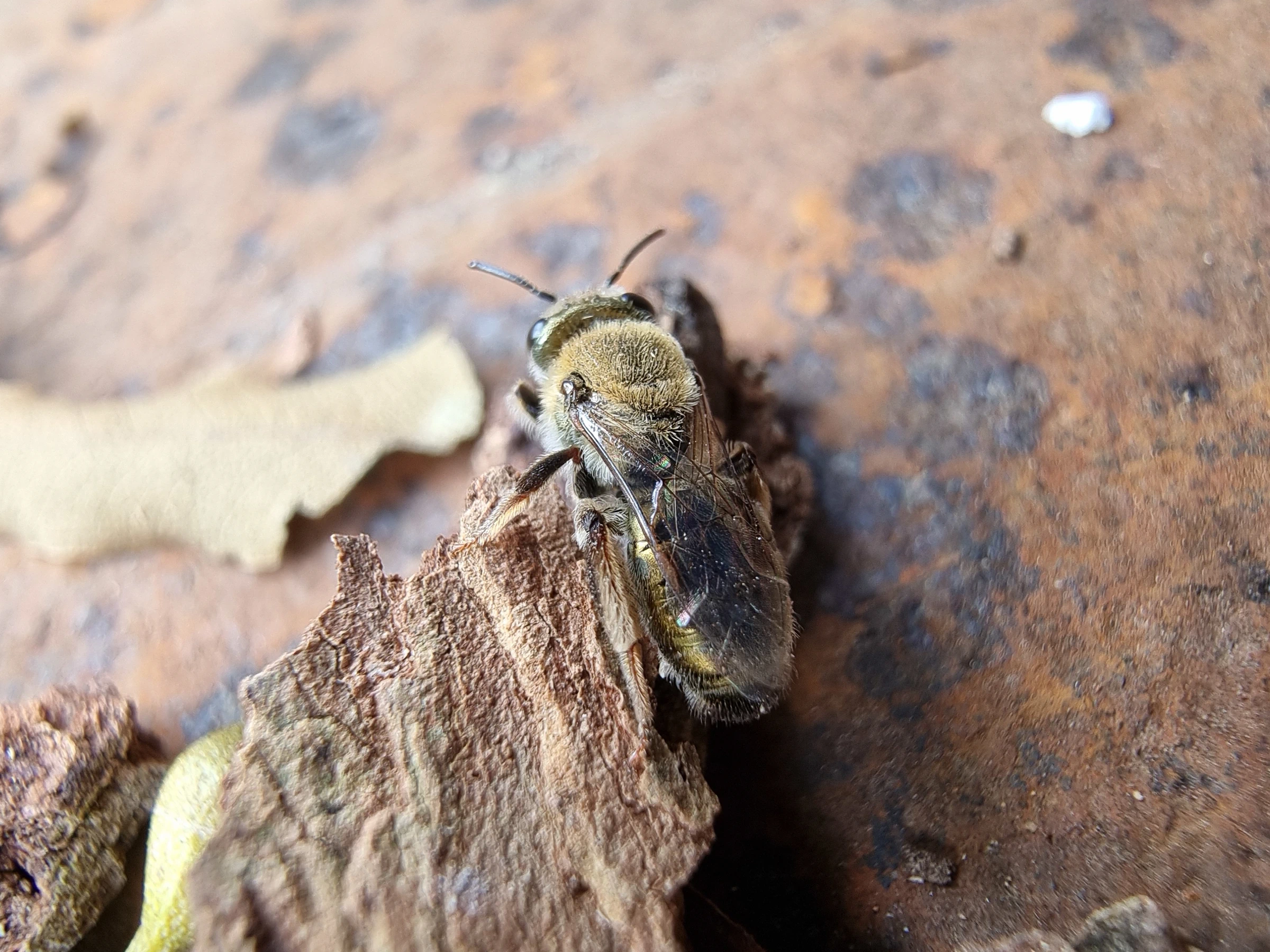Photo of a Leioproctus amabilis bee on a piece of tree bark