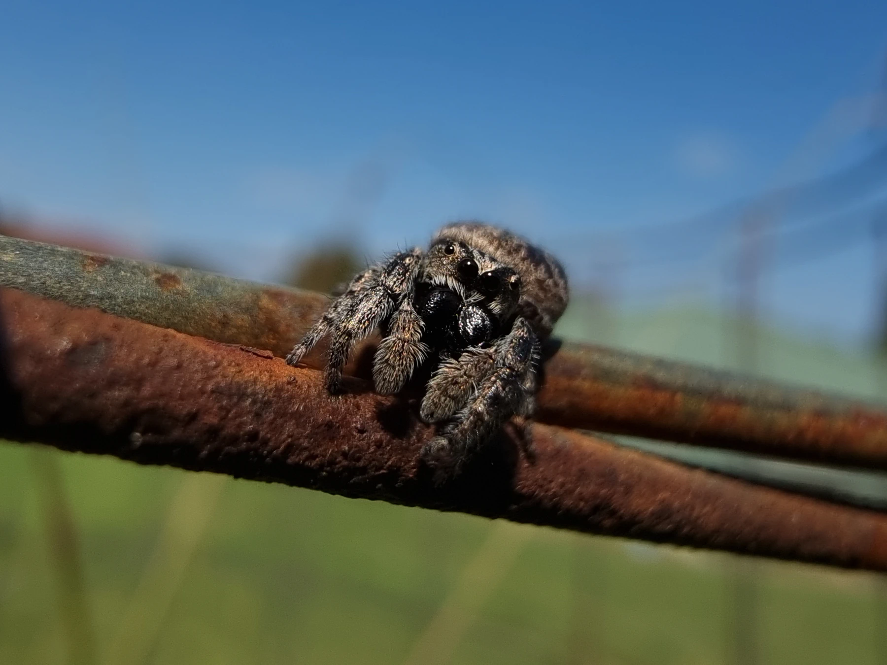 Photo of a jumping spider in the genus Simaetha looking directly at the camera, standing on corroded fence wire.
