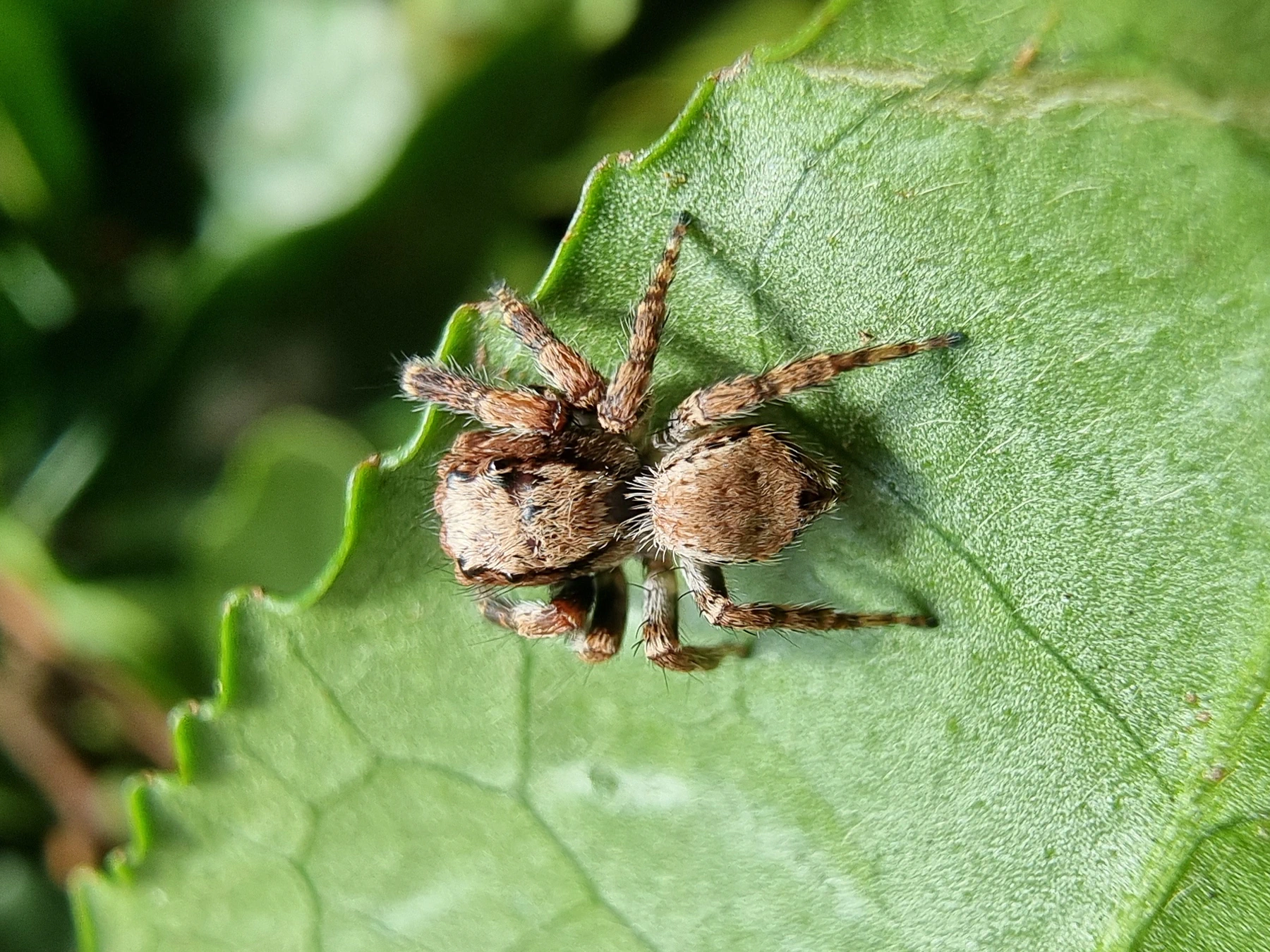 Photo of a jumping spider in the genus Servaea on the leaf of Camellia sinensis.