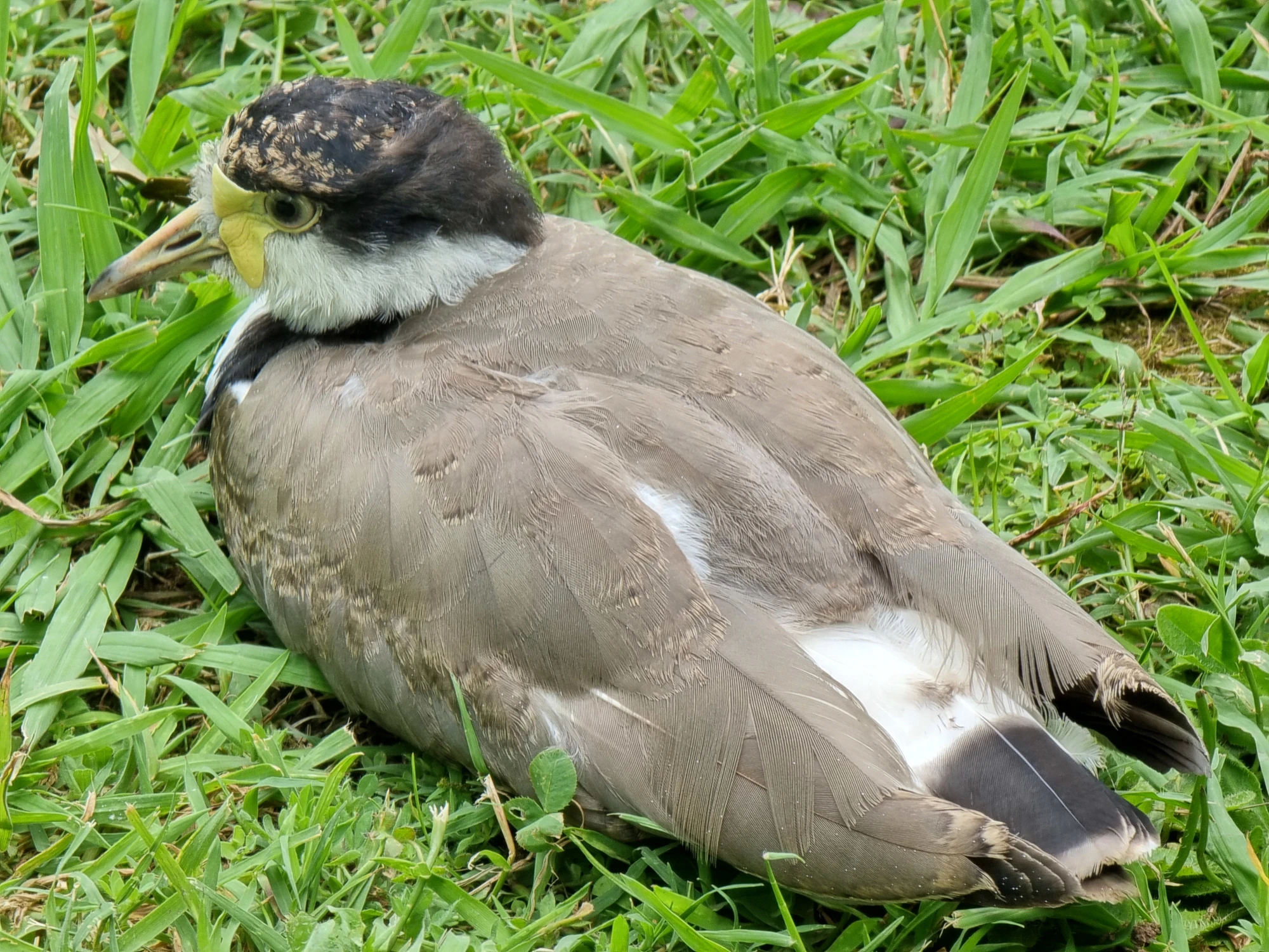 Photo of a young Masked Lapwing (Vanellus miles ssp. novaehollandiae) sitting on green grass.