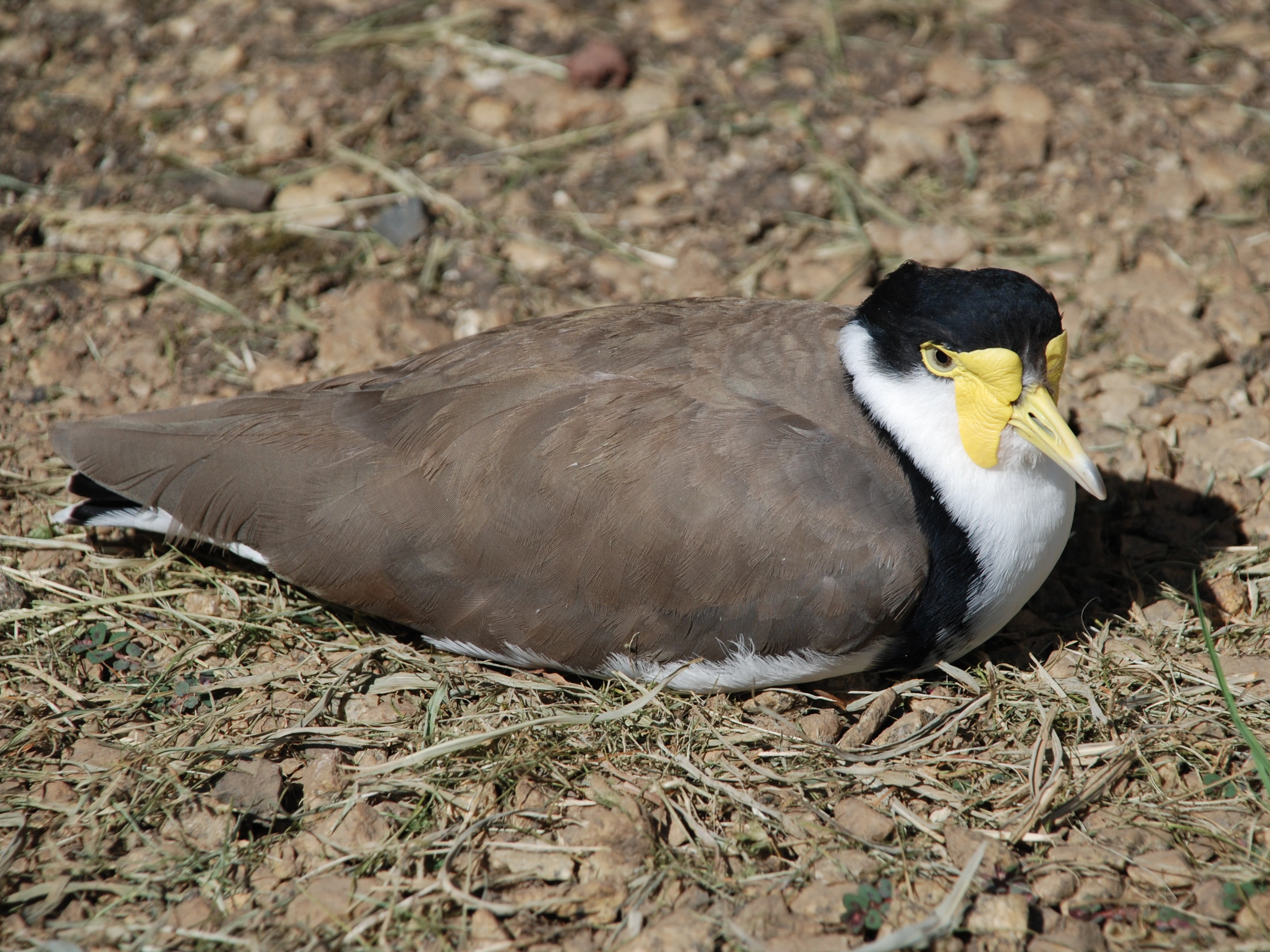 Photo of an adult Masked Lapwing (Vanellus miles ssp. novaehollandiae) sitting on gravel in direct sunlight.