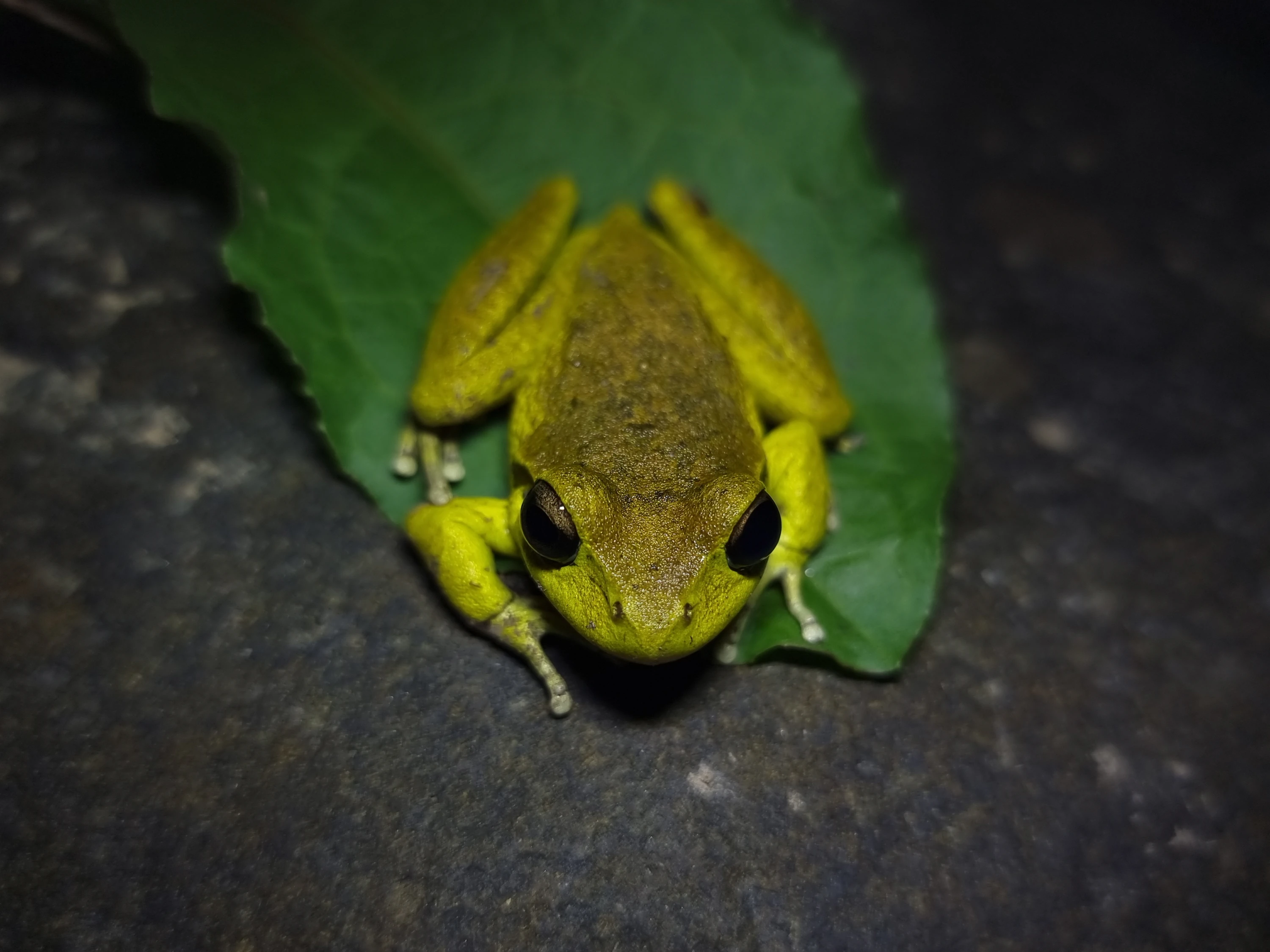 Photo of a male Lesueur's Stony-creek Frog (Ranoidea lesueuri) on a green Dock leaf on a grey rock at night.