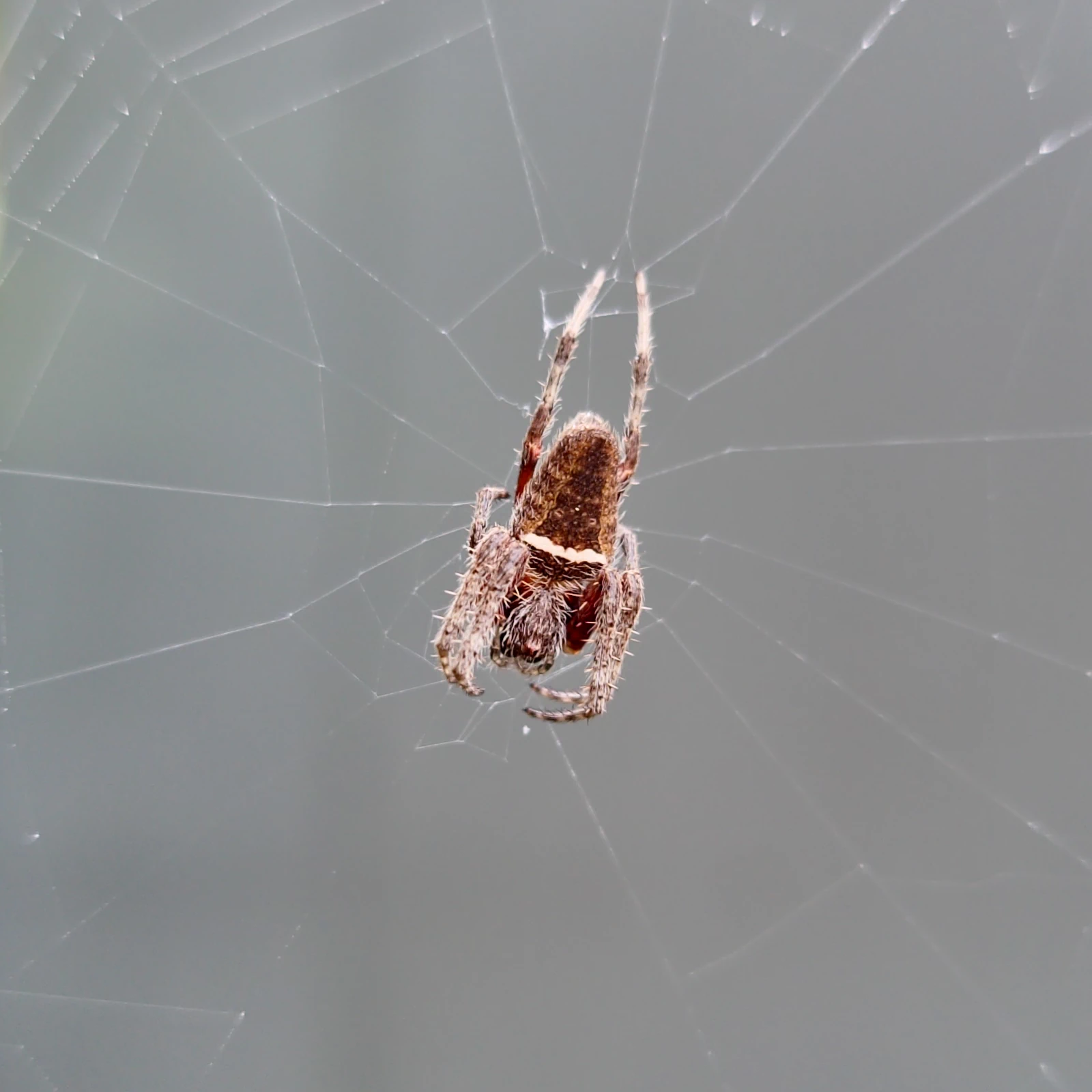 Photo of a Hortophora tatianeae orbweaver spider in the centre of its web