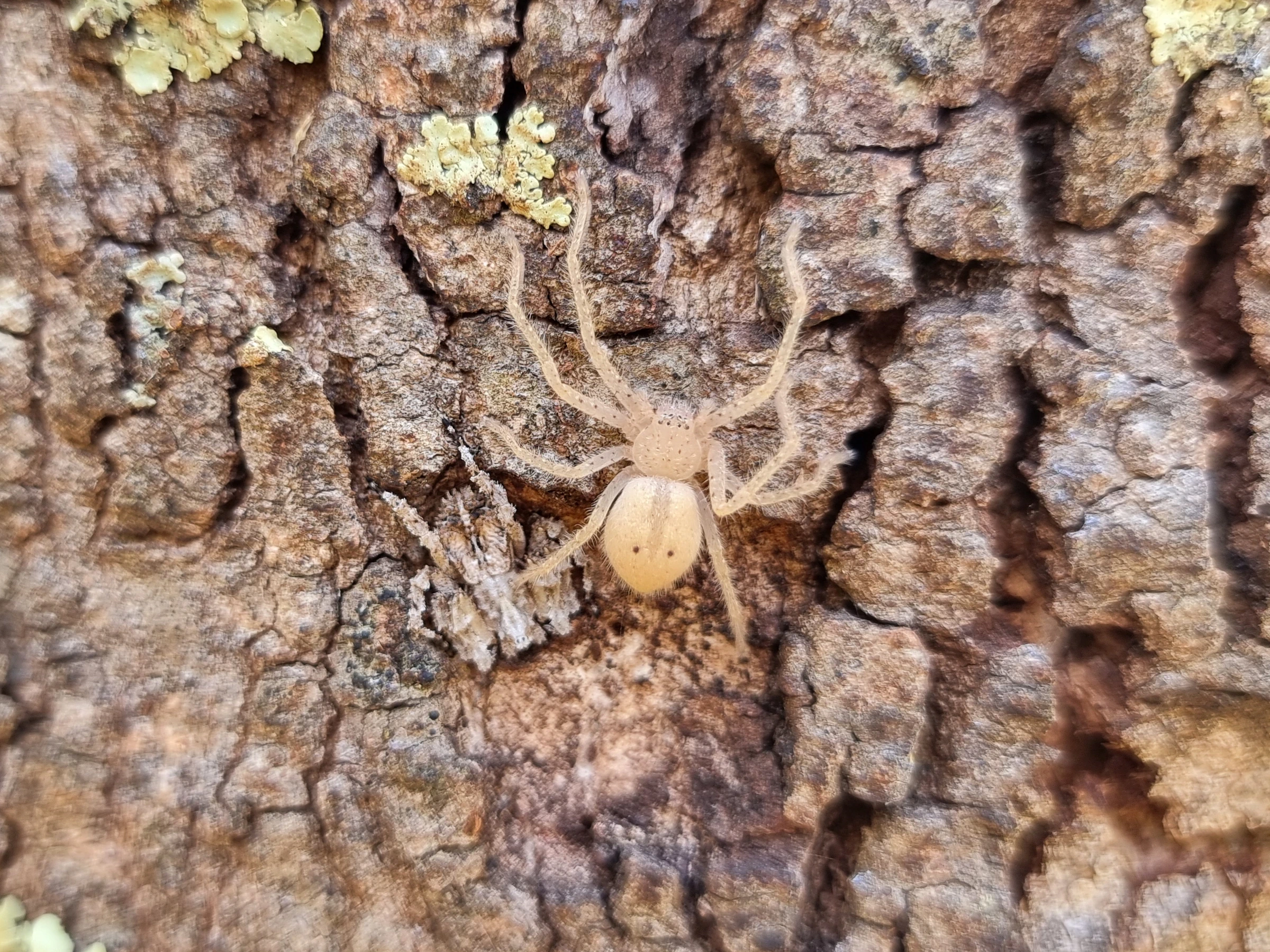 Juvenile Badge Huntsman Spider standing on top of a Cryptic Crab Spider