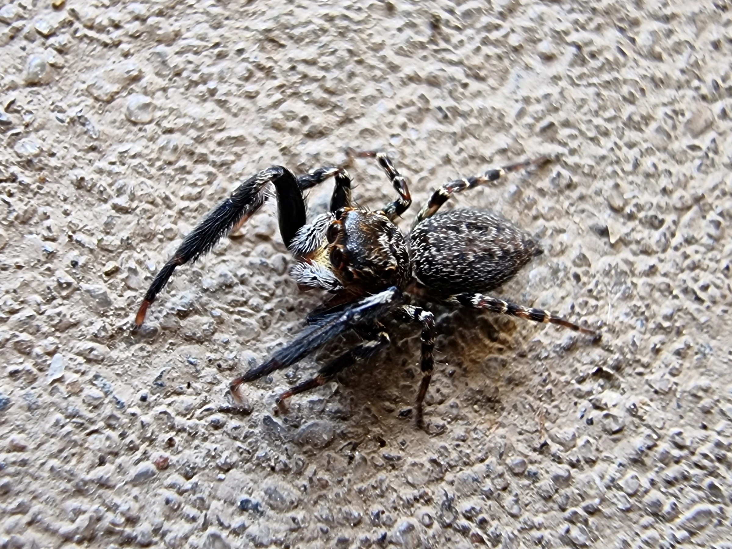 Photo of a jumping spider in the Sondra genus standing on grey concrete