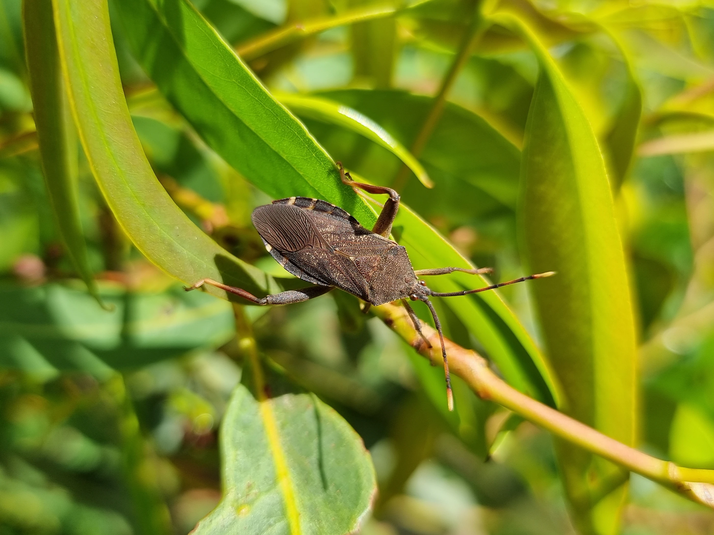 Photo of adult Amorbus macropoda amongst Eucalyptus leaves