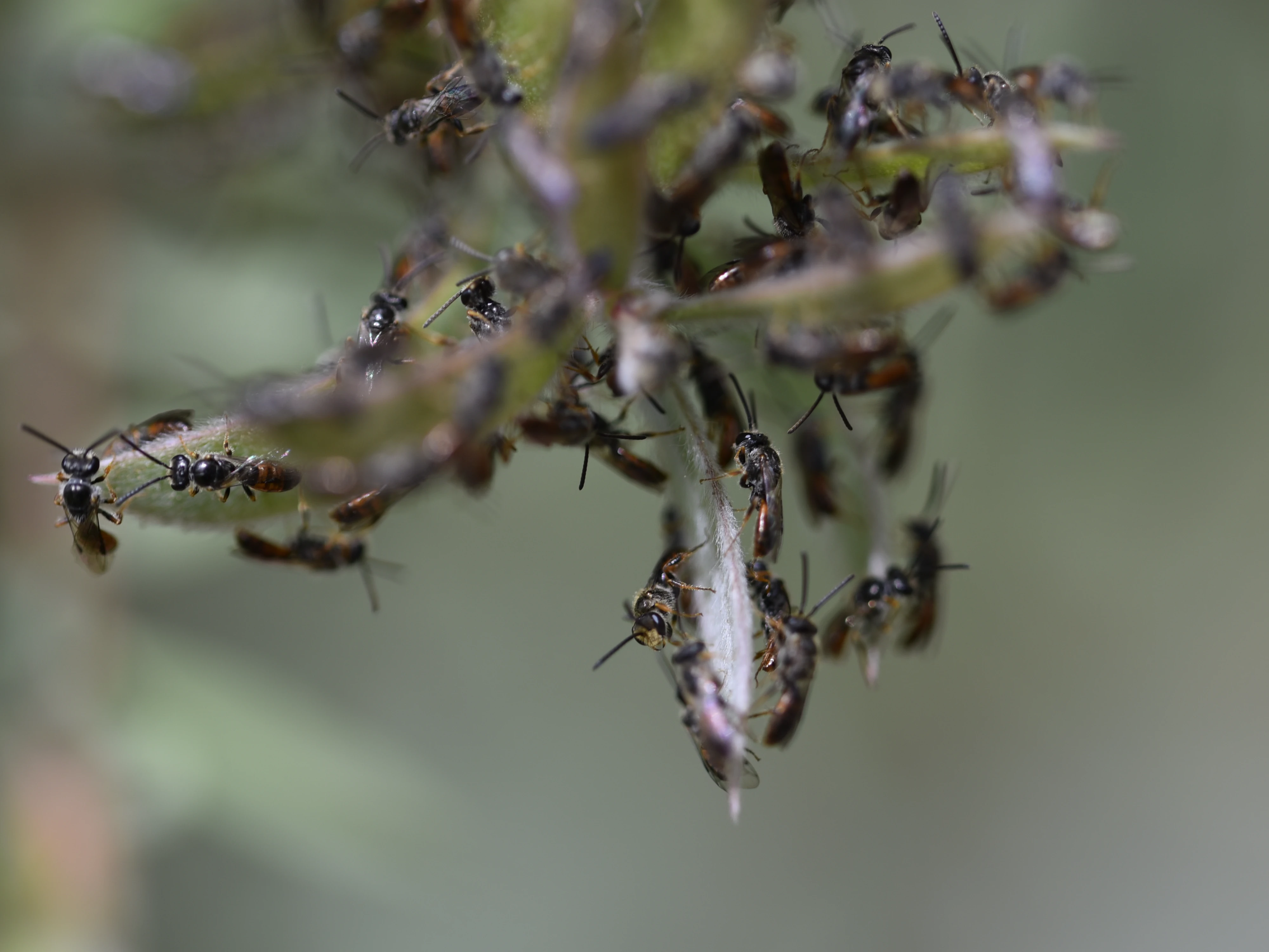 Photo of a group of Lasioglossum bees on bottlebrush leaves