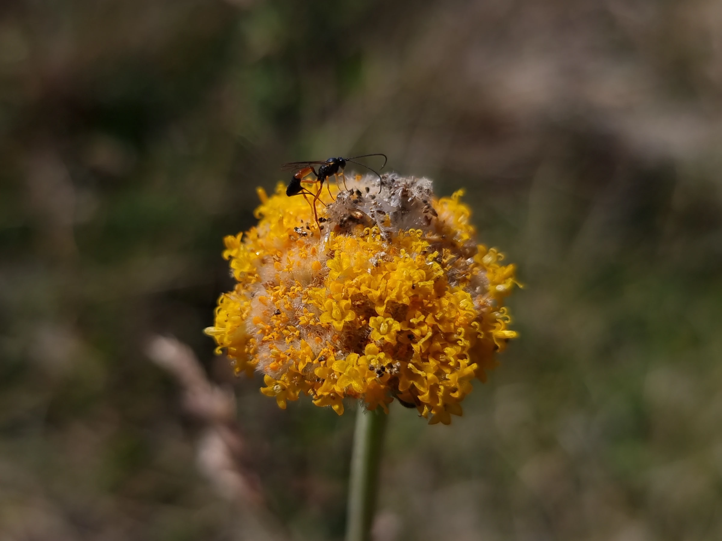 Photo of an Ichneumonid wasp on a Woollyhead flower (Genus Craspedia).